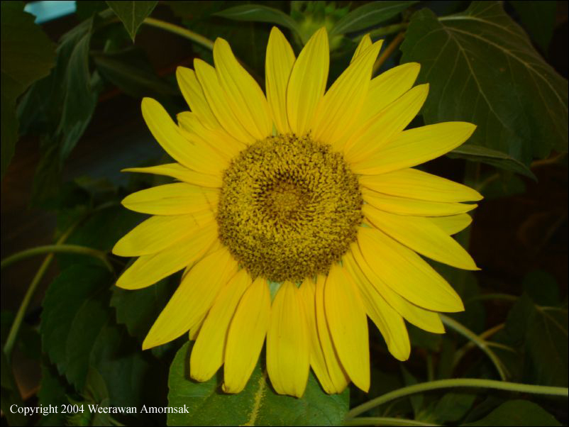 Sunflower in Sg